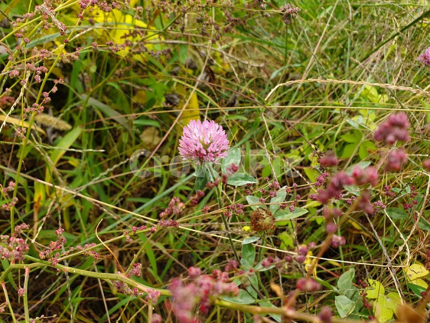 plant,식물,꽃,flower,보라색,식물,자연,plants,nature,꽃,flower