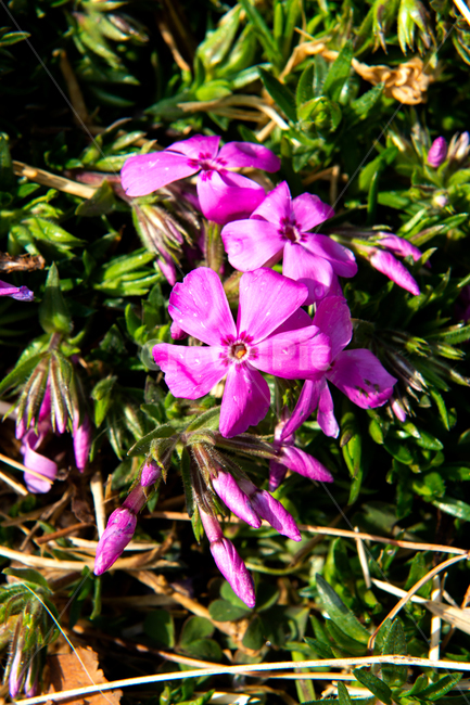 blossom,flower,꽃,plant,식물,꽃잔디,보라색,spring,봄