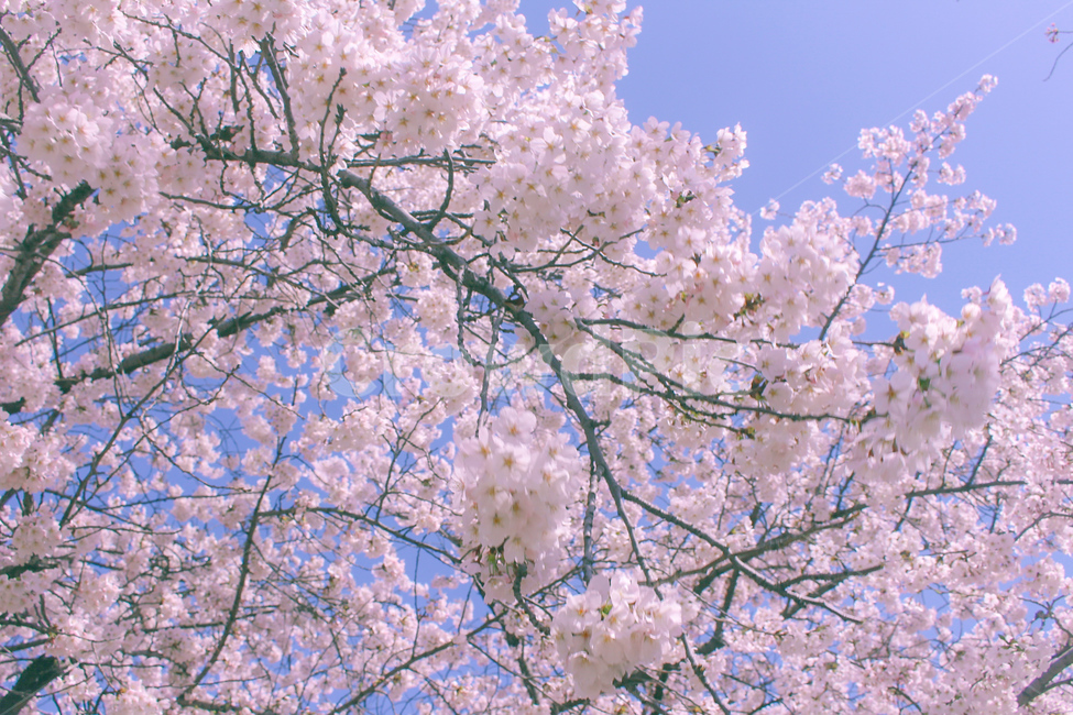 벚꽃,봄,벚꽃축제,꽃,cherryblossom,cherryblossoms,꽃축제,꽃나무,왕벚꽃,풍경,자연,봄,계절,spring,season,plant,식물,flower,blossom