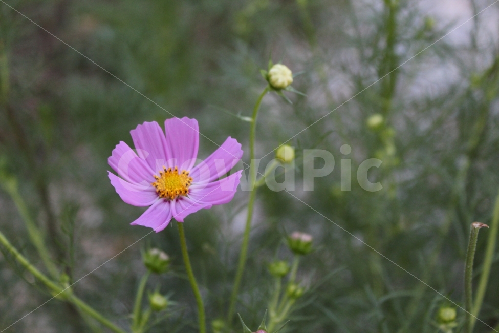 가을꽃,꽃,코스모스,가을,보라꽃,가을,계절,fall,autumn,season,식물,자연,plants,nature,꽃,flower,plant,daisies,데이지,blossom,daisy
