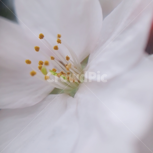 조팝나무,꽃,봄,흰색,flower,자연,식물,자연,plants,nature,꽃,flower
