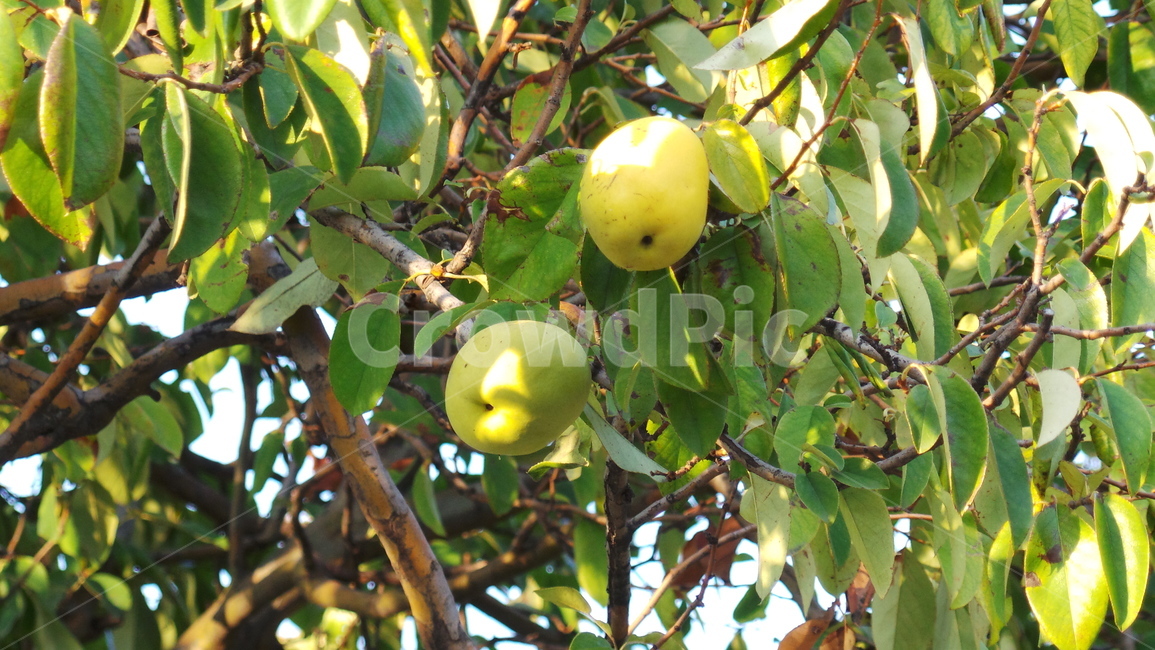 모과,모과나무,나무,과일,식물,과일,열매,fruit