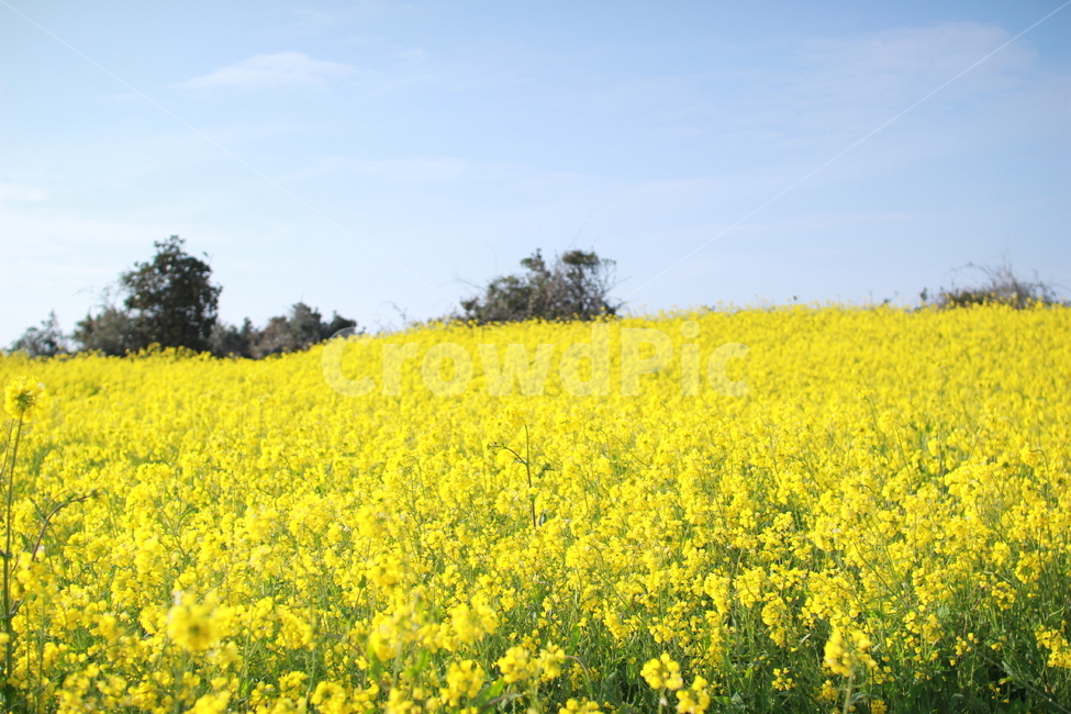 제주도,유채꽃밭,유채꽃,노란색,봄,노란꽃,봄,계절,spring,season,자연,풍경,nature,landscape,field,들,grassland,목초지,outdoors,옥외