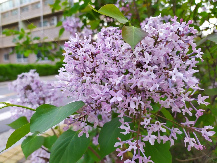 라일락,들꽃,보라색꽃,lilac,꽃다발,식물,자연,plants,nature,꽃,flower