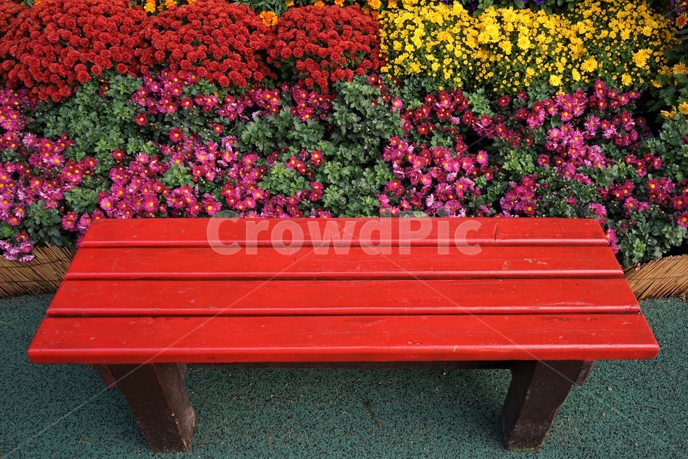 국화,가을,전시,홍제천,노랑,교각,여유,의자,벤치,쉼터,꽃,chrysanthemum,autumn,fall,bench,red,relax,beautiful,plant,flower,우아함,계절,season,yellow,floral,nobility,고귀함,향기,가을대표,빨간의자,사물,물건,오브젝트,thing,object,matter