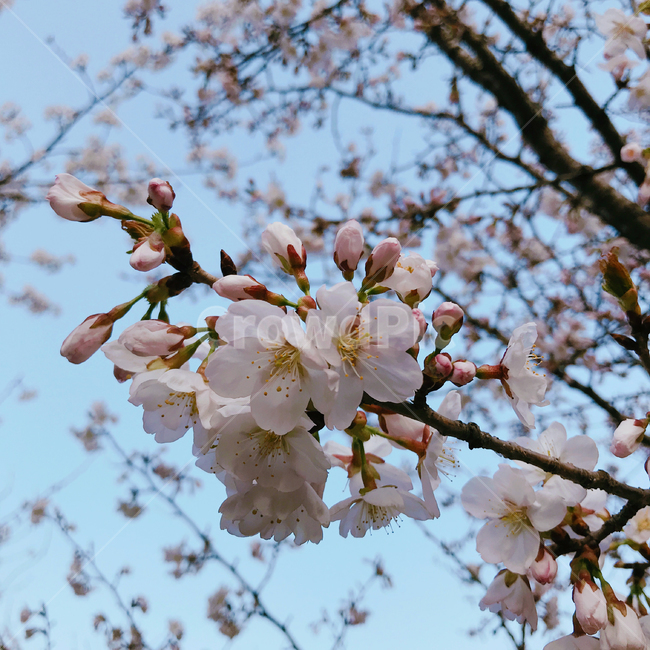 벚꽃,꽃,봄,감성,꽃구경,자연,하늘