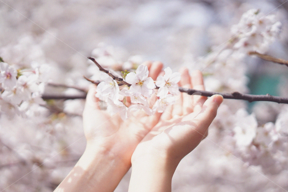 벚꽃,사쿠라,봄꽃,봄,spring,cherryblossom,손,핑크벚꽃,분홍벚꽃,봄,계절,spring,season,식물,자연,plants,nature,꽃,flower,사람,인물,인간,human,person,신체일부,몸,body,감성,sensible,feeling,finger,손가락