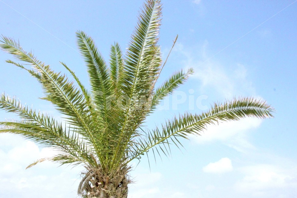 제주도,열대식물,열대,하늘,야자나무,카나리아야자나무,야자수,palmtree,tree,tropical,여름,제주,식물,summer,식물,자연,plants,nature,나무,trees,wood