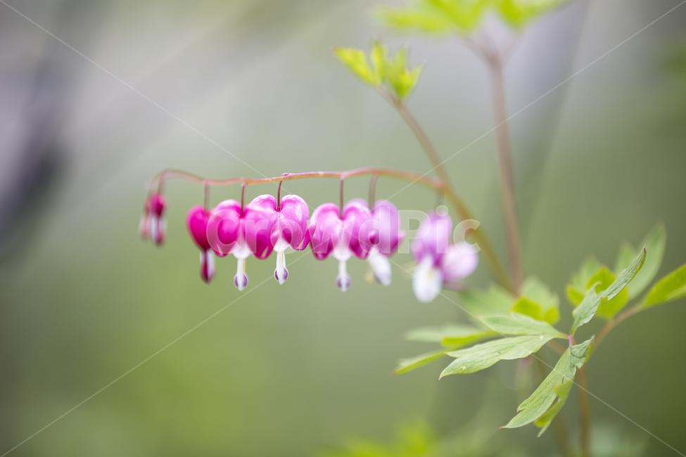 금낭화,꽃,flower,dicentraspectabilis,야생화,야생초,하트모양,꽃말,당신을따르겠습니다,여름,가을,식물,plant,lamprocapnosspectabilis,플라워,산,숲,숲길,정원,garden,forest,path,식물,자연,plants,nature,꽃,flower