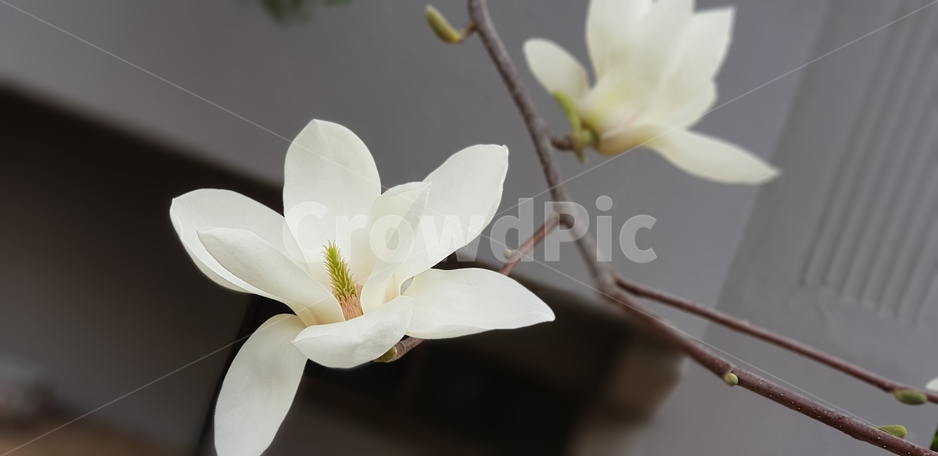 꽃,목련,단아함,우아함,흰색,식물,자연,plants,nature,꽃,flower