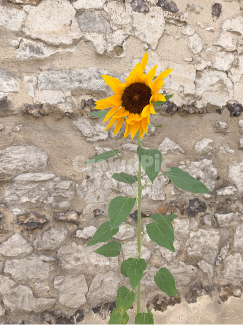 plant,식물,flower,꽃,해바라기,sunflower,blossom