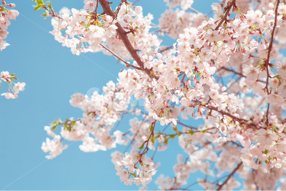 봄,벚꽃,꽃,봄꽃,감성사진,봄,계절,spring,season,식물,자연,plants,nature,꽃,flower,감성,sensible,feeling,plant,blossom