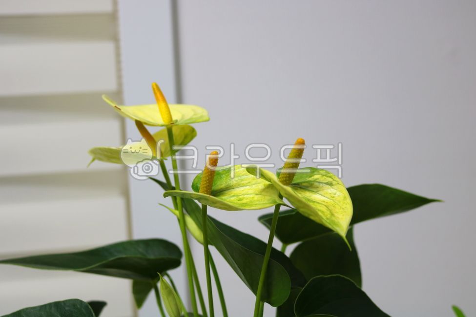 Cheonnam and,nature,air purifying plants,leaf,Anthurium flower,ornamental,foliage plant,flower,Anthurium,petal,leaves,plant,tropical plants