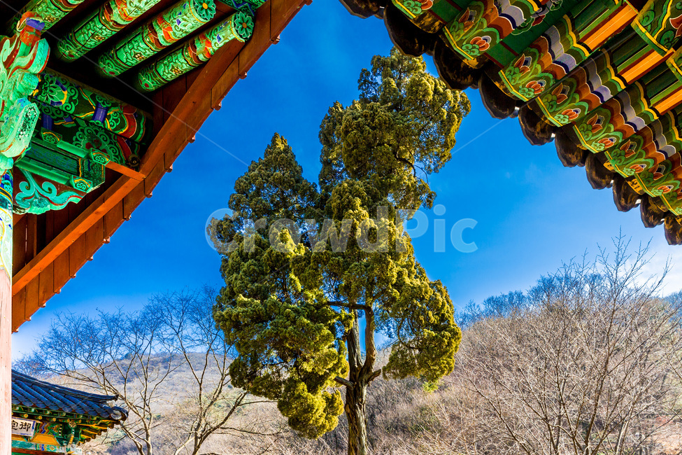 문양,사찰,향나무,단청,선,문화유산,한국전통,한국문화,korean traditional,korean culture,식물,자연,plants,nature,나무,trees,wood,건축물,건물외관,exterior,building,structure,architecture,construction