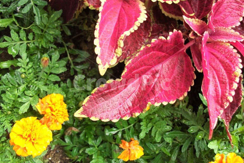 꽃,아름다움,비,물방울,자연,싱그러움,flower,rain,fresh,beautiful,plant,식물,자연,plants,nature,꽃,flower