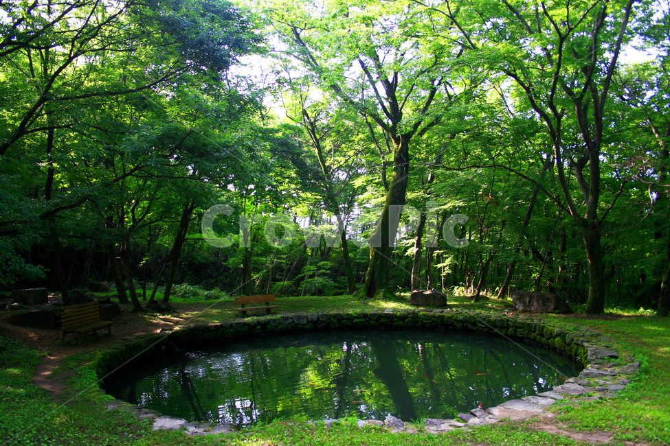 숲,연못,outdoors,옥외,water,물,plant,식물,grass,잔디,nature,자연,자연,풍경,nature,landscape