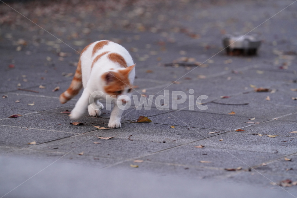cat,고양이,동물,pet,포유류,생물,생명,길고양이,동물,animal,포유류,mammal,고양이,cat,kitten,kitty