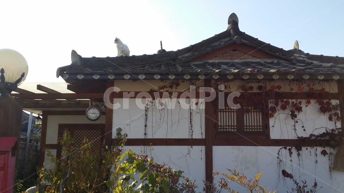 한옥,고양이,기와,한국,korea,roof,cat