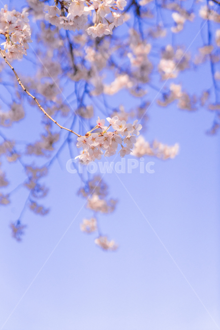 꽃,blossom,flower,식물,plant,벚꽃,봄,하늘,봄,계절,spring,season