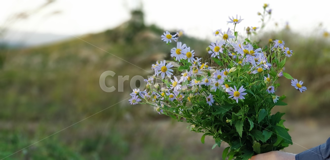 가을,억새,자연,식물,하늘,흰색,초록색,풍경,감성,서정,nature,season,autumn,fall,white,green,꽃다벌,들국화,식물,자연,plants,nature,꽃,flower