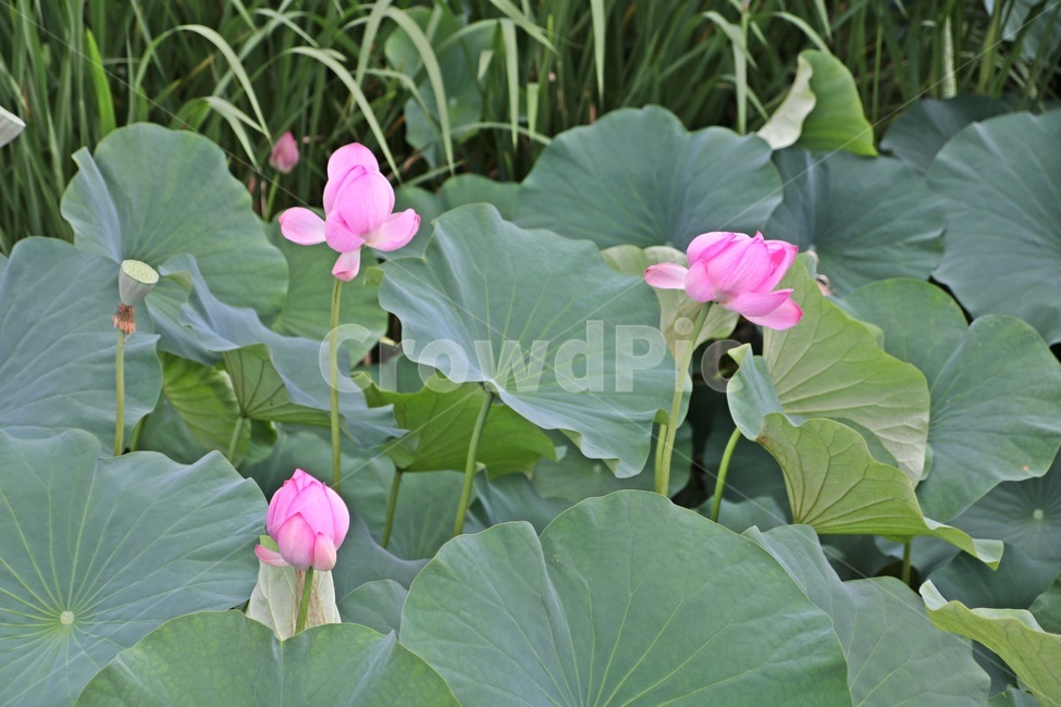 연꽃,꽃,덕진공원,lotus,전주연꽃,식물,자연,plants,nature,꽃,flower
