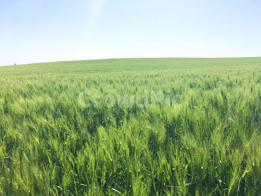 고창,청보리,청보리밭,고창청보리밭,field,outdoors,식물,plant,자연,풍경,nature,landscape