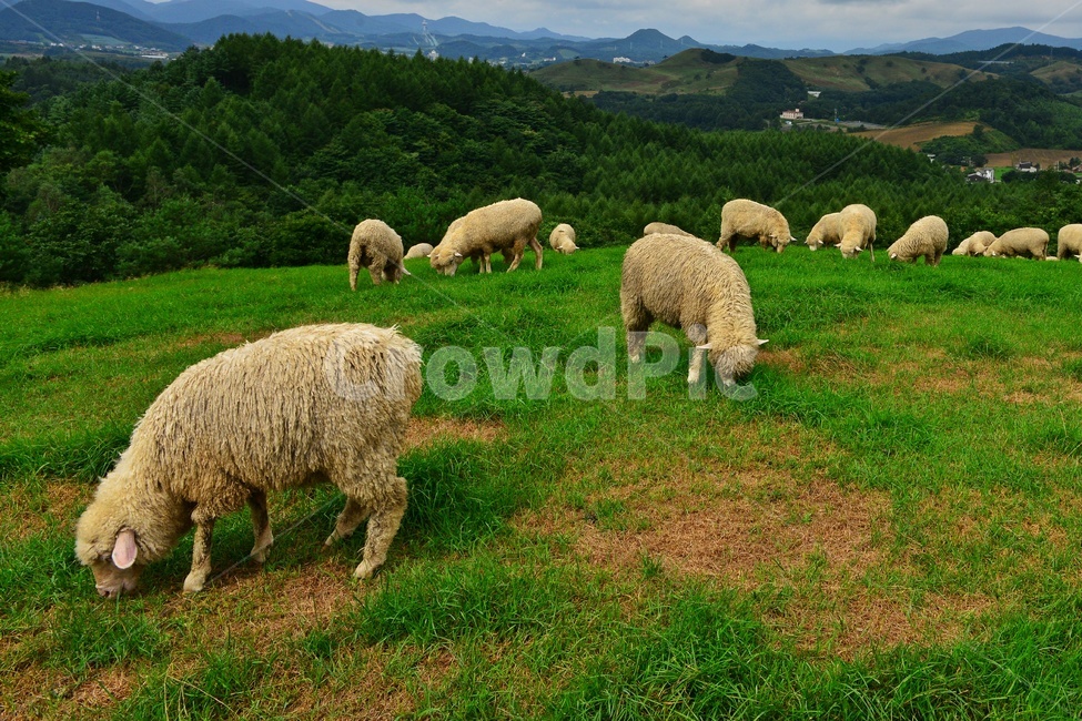 강원도,평창,대관령,양떼목장,field,들,outdoors,옥외,grassland,animal,동물,sheep,양,mammal,포유류,nature,자연,rural,농촌,farm,pasture,목장,ranch,농장,grazing,방목,meadow,목초지,경치,경관,풍경,동물,animal,포유류,mammal,목축업,목장,livestock farming,ranching,pasture