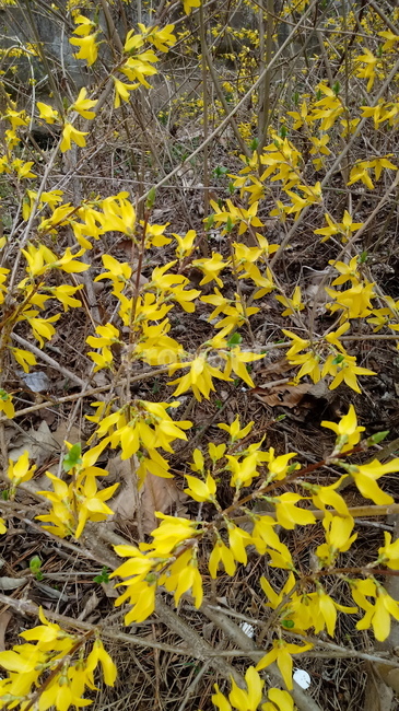 개나리,꽃,개나리꽃,노란색꽃,봄꽃,plant,blossom,flower