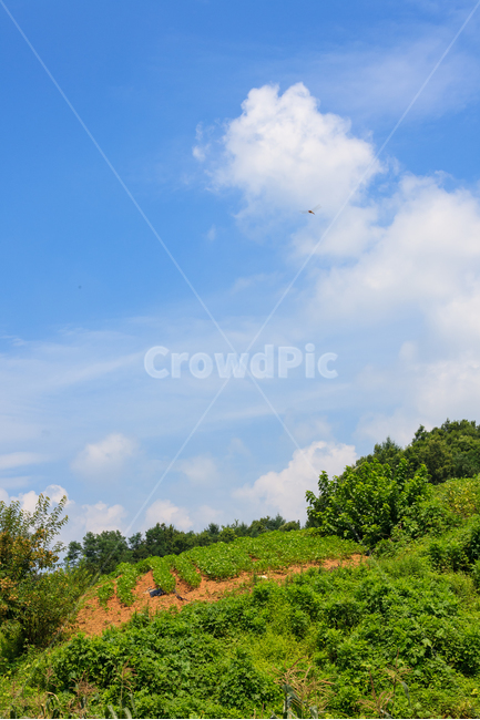 시골풍경,농촌,여름,환경,날씨,나무,구름,풍경,경치,자연,풍경,nature,landscape,outdoors,옥외,grassland,목초지,field,들