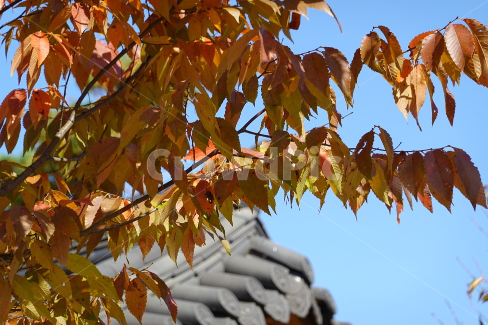 가을,풍경,낙엽,하늘,기와,가을,계절,fall,autumn,season,leaf,잎,plant,식물,tree,나무