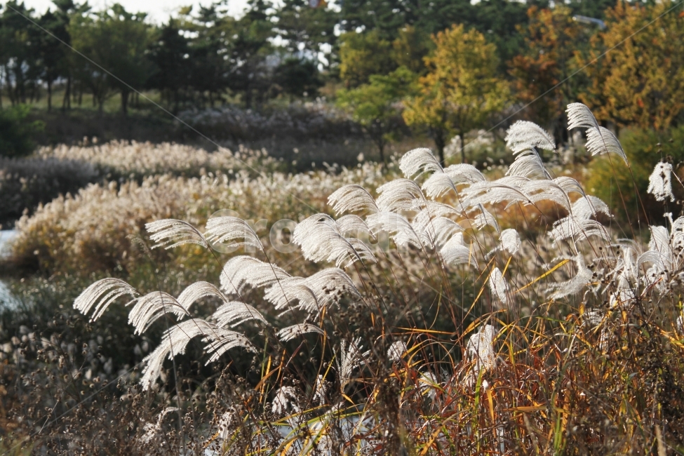 갈대,식물,가을,감성사진,호수,꽃,억새,가을,계절,fall,autumn,season,식물,자연,plants,nature,plant,grass,잔디,lawn,reed