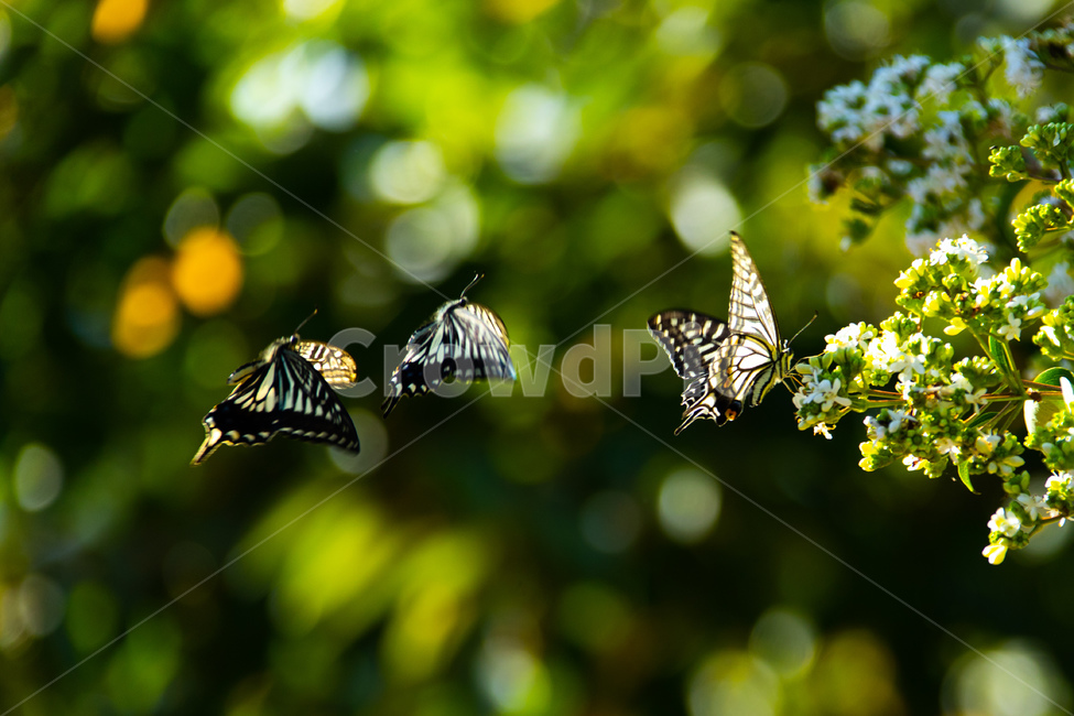 곤충,자연,나비,산호랑나비,나무,동물,animal,곤충,벌레,insect,bug