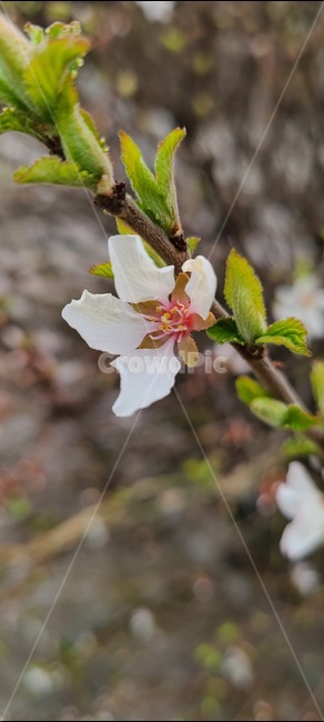 plant,식물,pollen,화분,꽃,flower