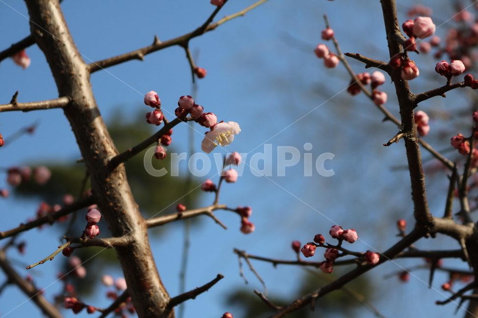 plant,식물,blossom,꽃,flower,벚꽃