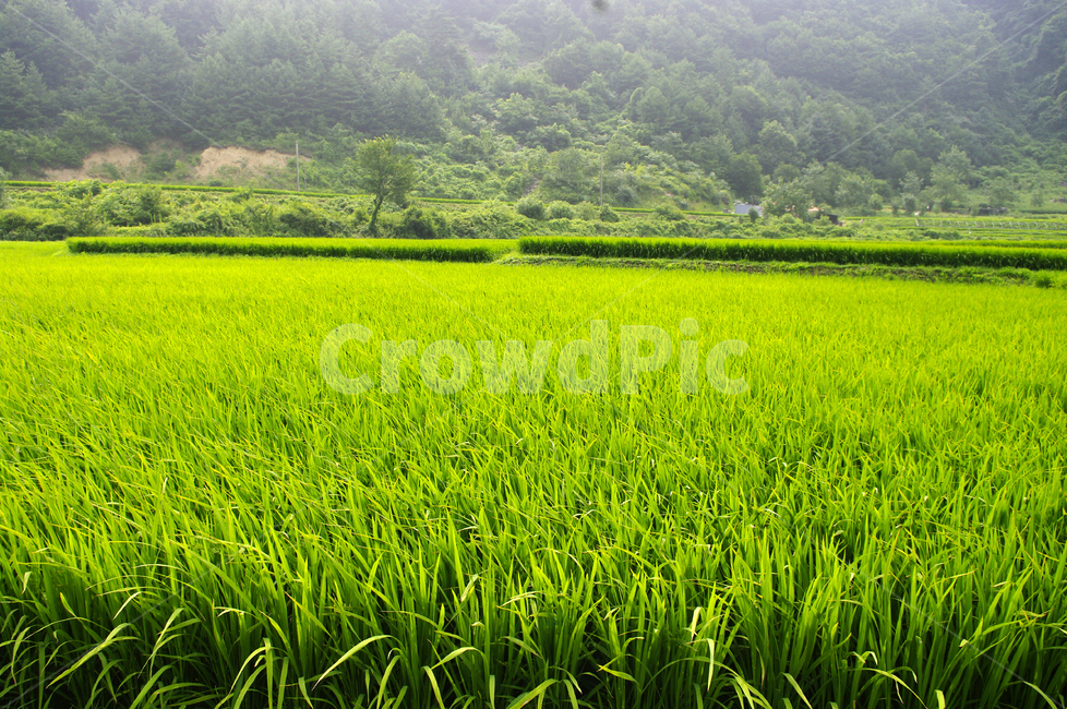 논,벼,초록,식물,plant,자연,풍경,nature,landscape,grassland,목초지,field,들,outdoors,옥외