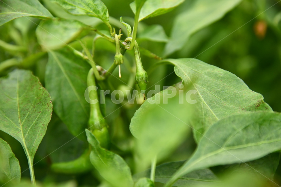 식물,plant,고추,음식,food,야채