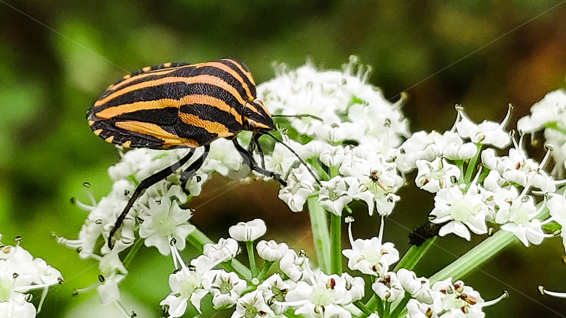 식물,flower,꽃,plant,곤충,벌레,노린재,동물,자연,식물,자연,plants,nature