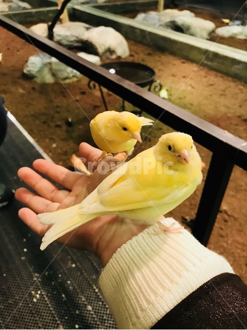 새,실내동물원,노란새,손,동물,동물,animal,조류,새,birds