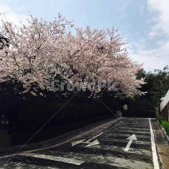 벚꽃,벚꽃나무,풍경,도로,하늘,따스함,구름,맑음,봄,계절,spring,season,plant,식물,blossom,꽃,flower