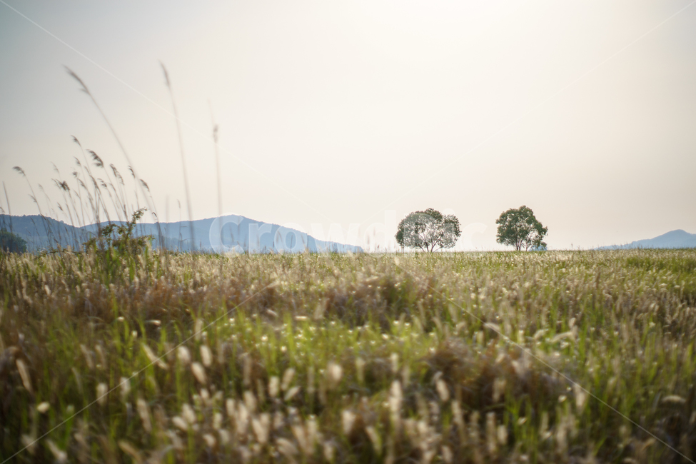 우음도,나무,억새,편안한느낌,flamegrass,자연,풍경,nature,landscape,field,들,grassland,목초지,outdoors,옥외