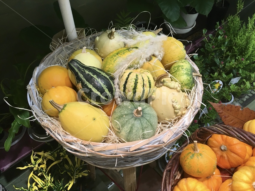 시장,마켓,호박,소쿠리,귀여운,야채,채소,plant,식물,음식,식재료,요리,food,cook,meal,dishes,food reserves,채소,야채,vegetables