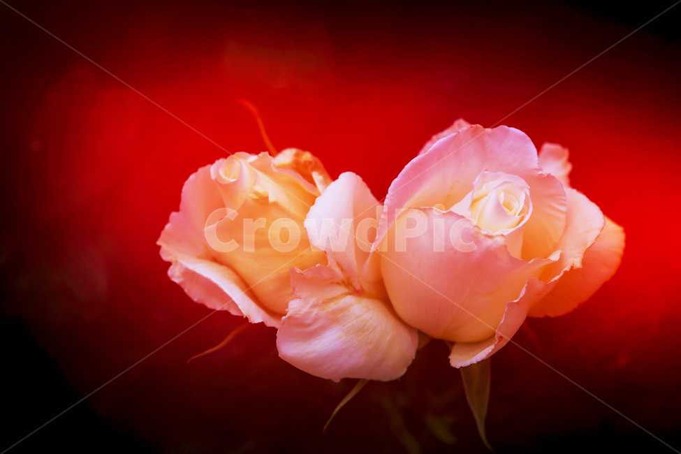 5월,장미,장미속살,장미정원,사랑,식물,자연,plants,nature,꽃,flower
