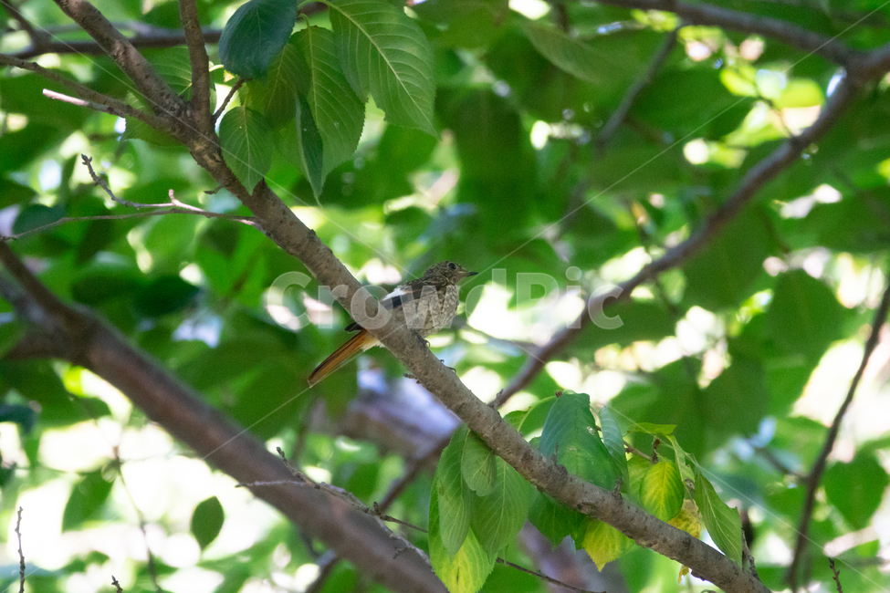 조류,탐조,새,텃새,철새,bird,동물,animal,조류,새,birds