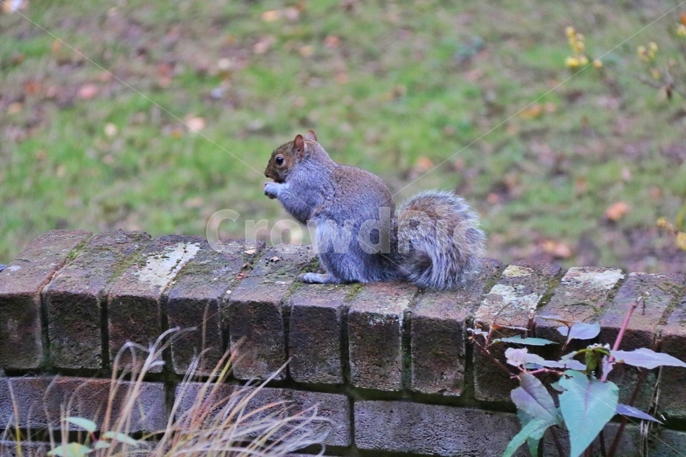 squirrel,다람쥐,청설모,asiaticchipmunk,야생,공원,잔디,wild,wildlife,동물,animal,동물,animal,포유류,mammal