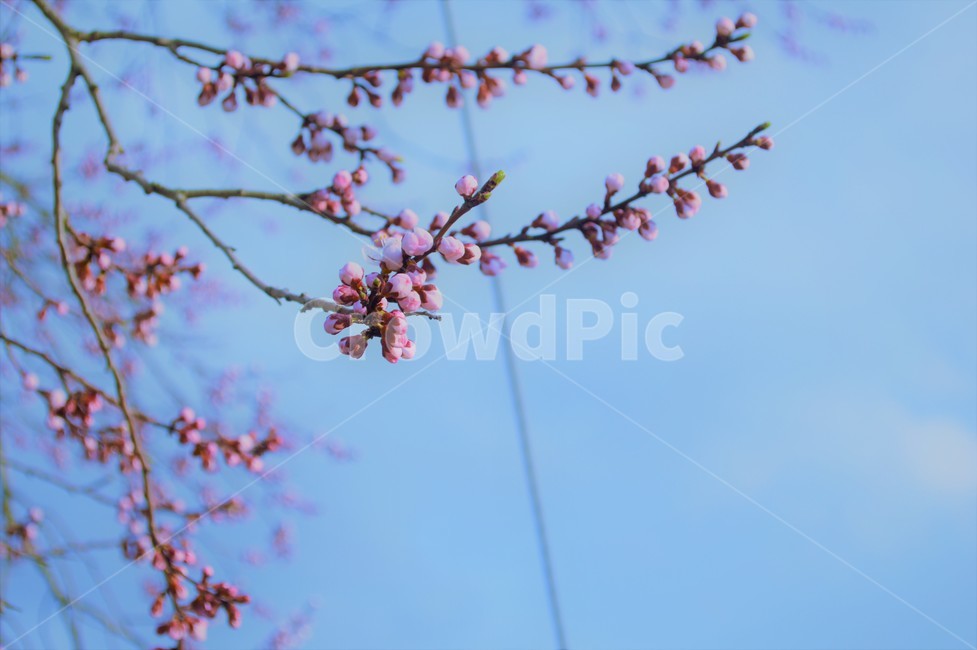 bud,sky,spring,pink,Cherry Blossom,flower bud,flower