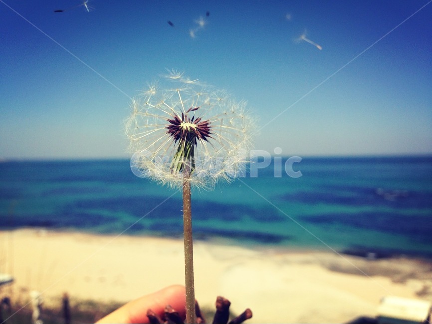민들레,민들레씨앗,바람,바다,하늘