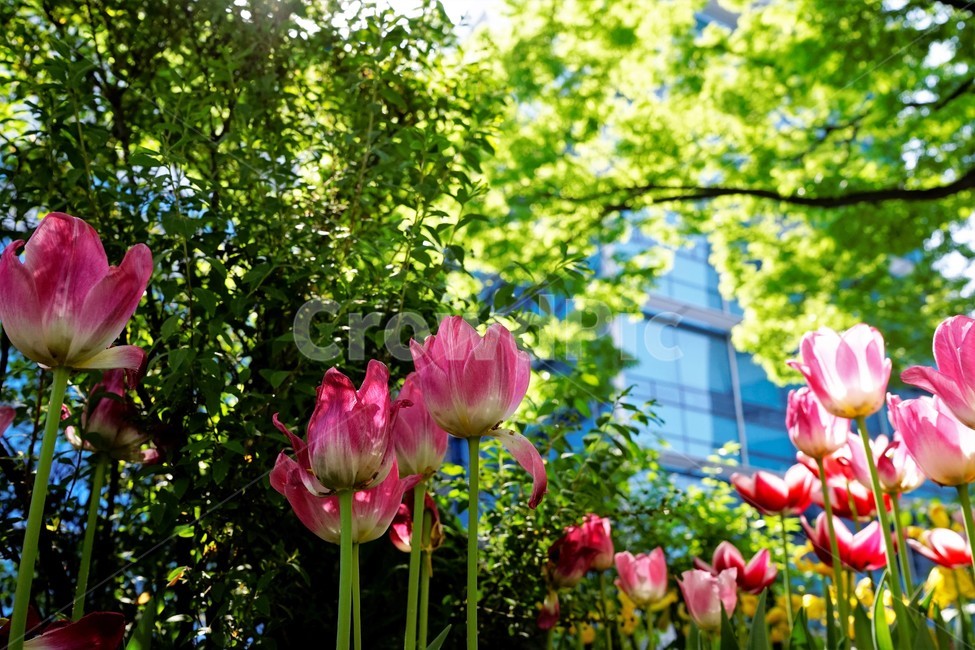 봄,봄꽃,화사함,자연,행복,힐링,bloom,colorful,floral,flower,gardenflowers,happymind,life,nature,plant,spring,식물,자연,plants,nature,꽃,flower