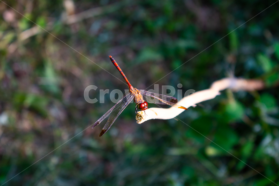 잠자리,dragonfly,드래곤플라이,곤충,휴식,날개,동물,animal,곤충,벌레,insect,bug
