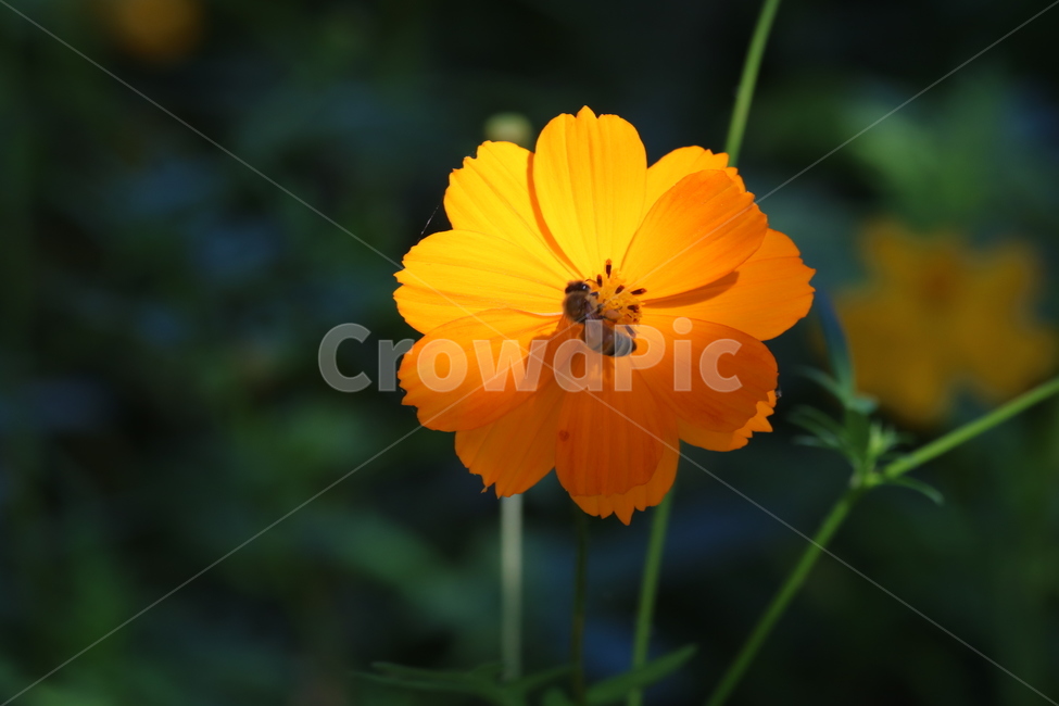 노란코스모스,코스모스,flower,plant,벌,가을,식물,자연,plants,nature,꽃,flower,동물,animal,곤충,벌레,insect,bug,색깔,색상,색채,색감,color sense,color sensitivity,feeling of color