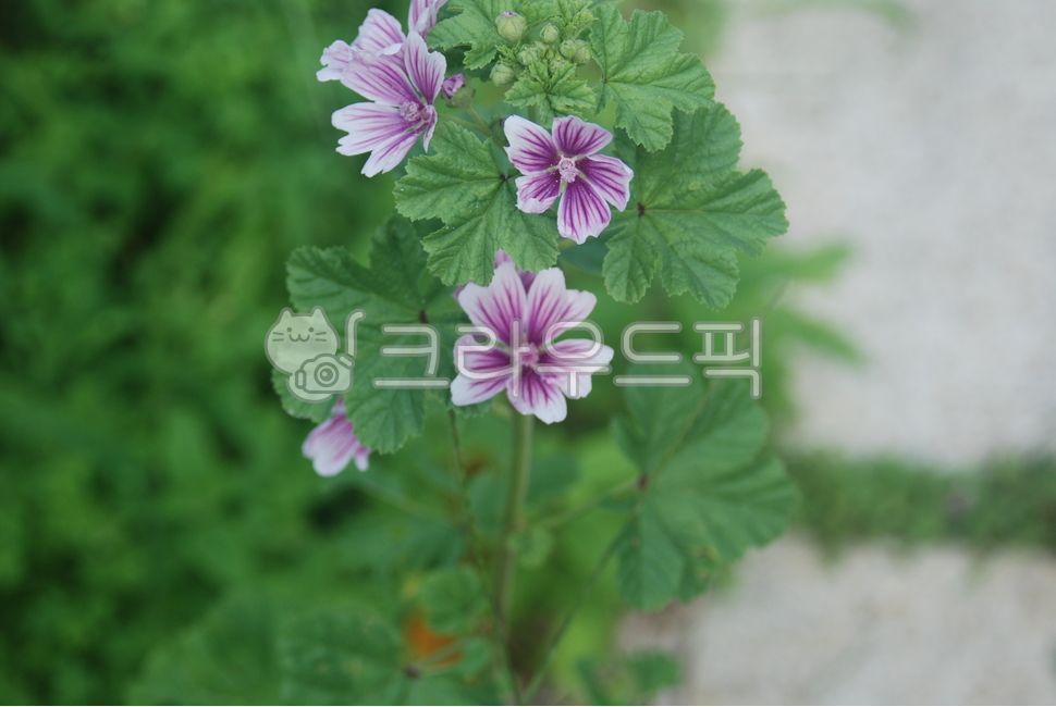 당아욱꽃,금규,말로우꽃,동규자,아욱꽃